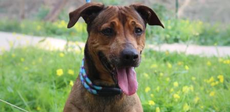 Linda busca una familia.