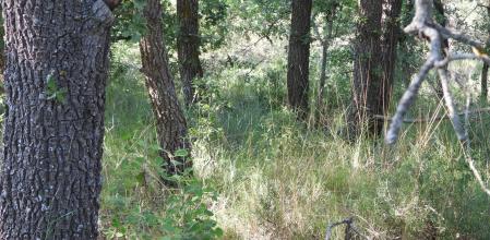 Reto visual: ¿Dónde está la mariposa?