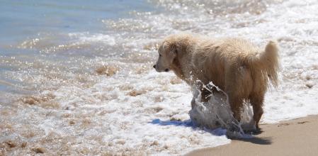 Los perros pueden resultar un peligro para otras especies que se encuentran en la playa