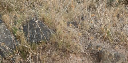 Reto visual: ¿Eres capaz de ver a la polilla?