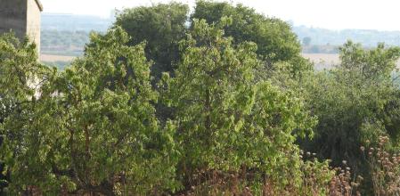 Reto visual: ¿Eres capaz de ver al alcaudón?