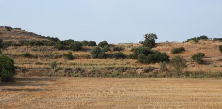 Reto visual: ¿Eres capaz de encontrar al conejo?