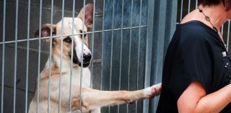 La tasa de abandono de perros y gatos que tiene España está muy por encima de la media europea