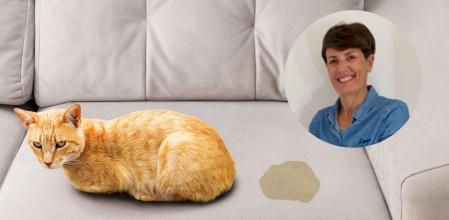 La eliminación inadecuada es siempre una señal de que a tu gato le pasa algo, nunca una “venganza”