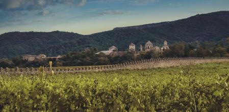 Viñedo donde nacen las uvas con las que se elabora el mejor vino del año según los Premis Vinari, el Grans Muralles&nbsp;