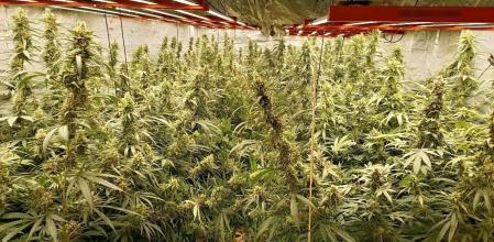 Una plantación de marihuana 'indoor' en una foto de archivo.&nbsp;