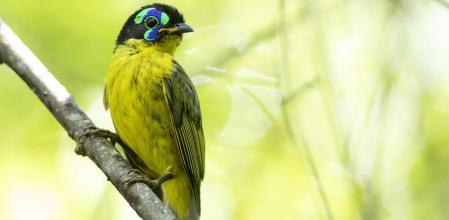 Un ejemplar de Philepitta schlegeli en Madagascar