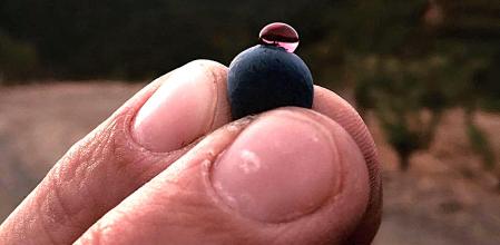 Una uva de Clos Mogador de la DO Calificada Priorat&nbsp;