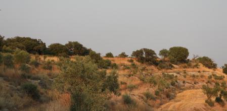 Reto visual: ¿Eres capaz de ver al aguilucho en esta imagen?