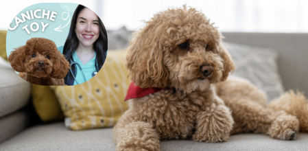 María Vetican, veterinaria: “Cuidado con el caniche toy; es cariñoso e inteligente, pero puede volverse posesivo si se le malcría”