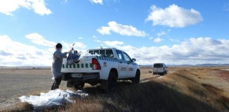 Agentes de Protección de la Naturaleza del Gobierno de Aragón recogen los cadáveres de grullas en la Laguna de Gallocanta