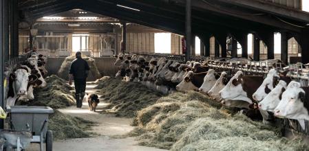 Un agricultor camina por un establo en una granja en Chaussenans, al este de Francia