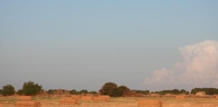 Reto visual: ¿Eres capaz de ver los cuervos en menos de 30 segundos?