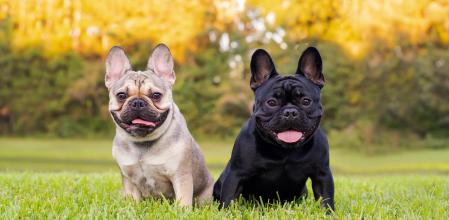 Bulldogs francés
