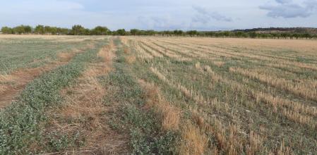 Reto visual: ¿Eres capaz de ver la nuez en este campo de Altet?