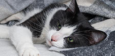 Un gato en una imagen de archivo