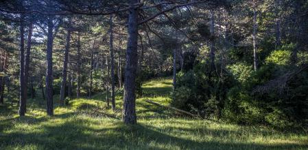 Bosque de la comarca del Berguedà