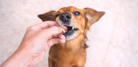 Las primeras horas tras una posible intoxicación son cruciales para las mascotas.&nbsp;