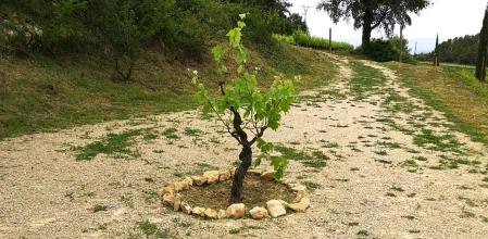 Esta viña está en el Penedès. 