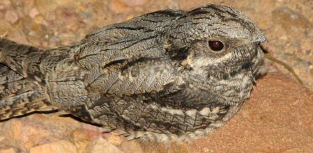 Ejemplar de chotacabras pardo.