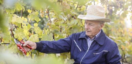 Los viñerones han removido los cimientos de las grandes casas. 