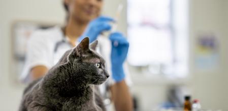 La veterinaria Olga García explica que la elección del profesional y la toma de decisiones sobre la salud de una mascota deben convertirse en un aspecto fundamental.&nbsp;