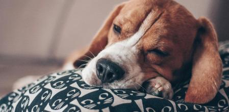 Cuando se hacen mayores, los perros empiezan a dormir más horas durante el día