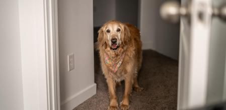 Mientras que algunos perros se acuestan en sus camas a dormir luego de que su tutor deja la casa, otros se angustian al instante.
