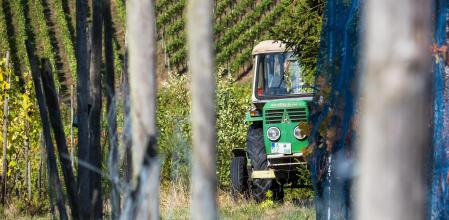 Algunas bodegas están arrancando viñedos.&nbsp;