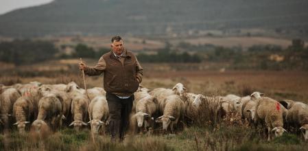 Ganadero con sus ovejas por los campos de La Rioja