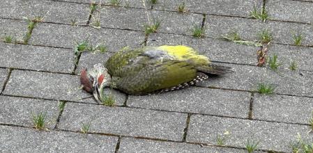 Un pito verde muerto a los pies de la fachada del Museo Cristóbal Balenciaga