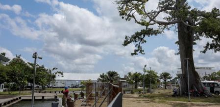 El ceiba delante de la COP30,, árbol de la vida, sagrado para muchos pueblos originarios de las Américas-