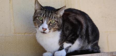 Liko, un gato noble y herido por la desconfianza, busca un hogar donde sanar y a volver creer en las personas.&nbsp;