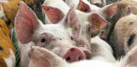 Refuerzos en las inspecciones y el control de bioseguridad en las explotaciones porcinas tras los casos de peste porcina africana detectados en Catalunya