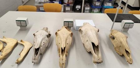 Huesos de animales que forman la colección de referencia de los restos de la mula.