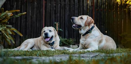 Perros en la misma casa