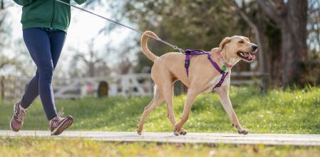 Cuando un perro se mantiene siempre cerca de su dueño al salir a pasear, demuestra el fuerte vínculo que el animal siente hacia la persona