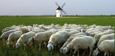 – Como en la novela, no es difícil ver en La Mancha campos, rebaños de ovejas y molinos