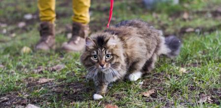 “Que tu gato salga con arnés a la calle no significa que lo disfrute; para muchos, los paseos suponen estrés, ansiedad y problemas de conducta”