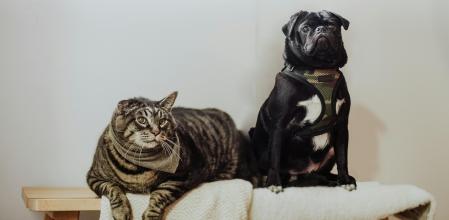 “Fumar cerca de un animal es como fumar cerca de un niño”: cáncer, bronquitis, alergias… Así afecta el tabaquismo pasivo a perros y gatos.&nbsp;