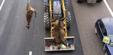 Ganaderos catalanes cuelgan un jabalí y un ciervo muertos en la C-17 como protesta por exceso de fauna salvaje