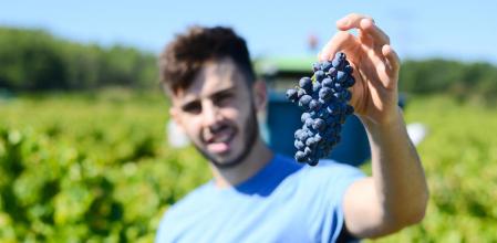 La variedad de uva da mucha información respecto al vino. 