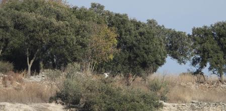 Reto visual: ¿Puedes ver al aguilucho?