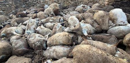 La imagen que se encontró el ganadero cuando llegó al corral.