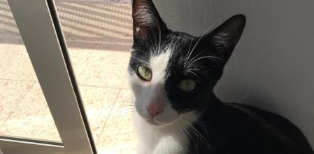 Tika, una gata tranquila y cariñosa que siempre ha vivido en un hogar, busca ahora una nueva oportunidad para seguir acompañada.&nbsp;