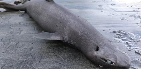 El ejemplar de 1,45 metros de longitud y 18 kilos de peso fue hallado en la playa de Luarco
