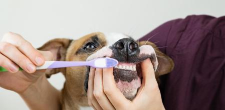 La salud bucodental continúa siendo una de las grandes olvidadas en el cuidado de canes y felinos.&nbsp;