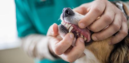 El miedo a la anestesia y el coste del procedimiento llevan a muchos tutores a retrasar el tratamiento.&nbsp;