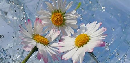 Composición fotográfica con margaritas y lluvia.