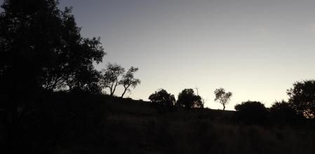 Reto visual: ¿Eres capaz de encontrar al conejo?